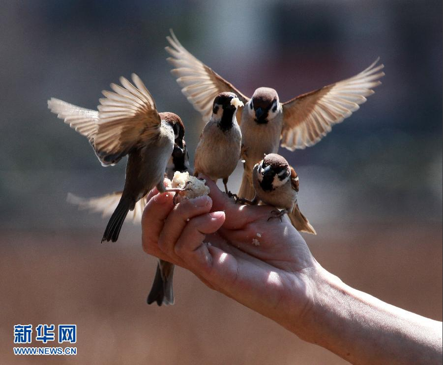 东京上野公园小鸟依人