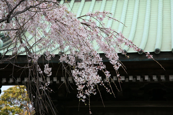 你想遇见怎样的日本——日本的春天