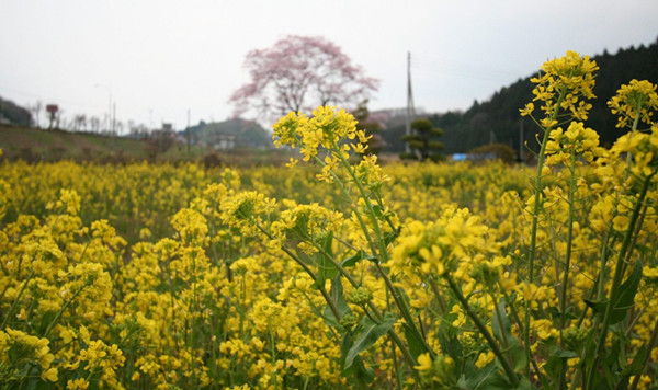 你想遇见怎样的日本——日本的春天