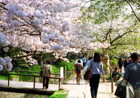 2014京都赏樱去哪儿