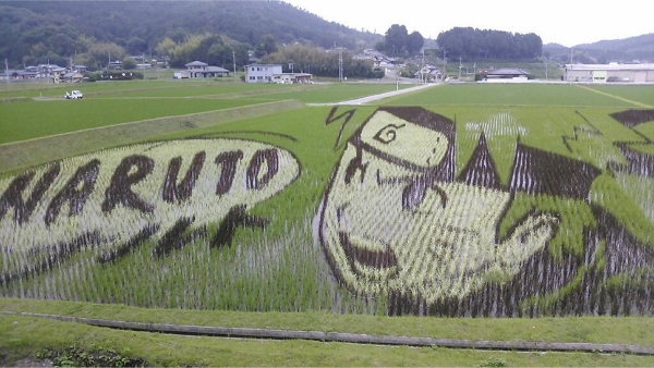 东瀛风情：稻田里种出来的画