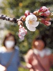 日本金泽市樱花绽放 比往年早3天