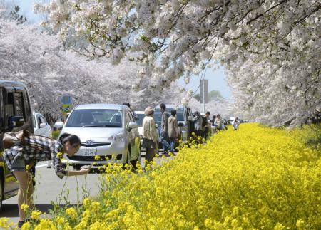 秋田县大潟村樱花、油菜花竞相绽放