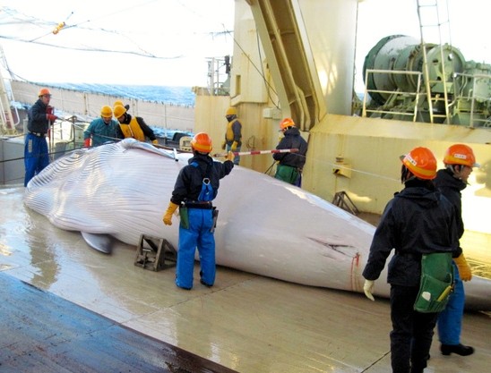 国际法庭宣判日本败诉 令其停止捕鲸