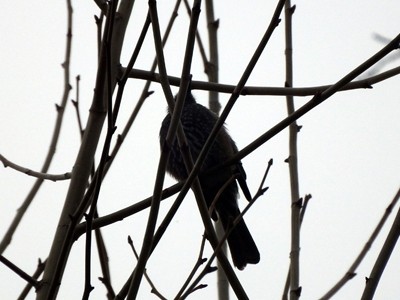 自带红点瞄准器 相机中的狙击枪