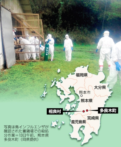 熊本县养鸡场爆发禽流感 宰杀11万只鸡