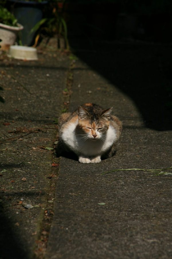 Japanese Cats~猫咪所在的风景~ Japanese Cats~猫咪所在的风景~