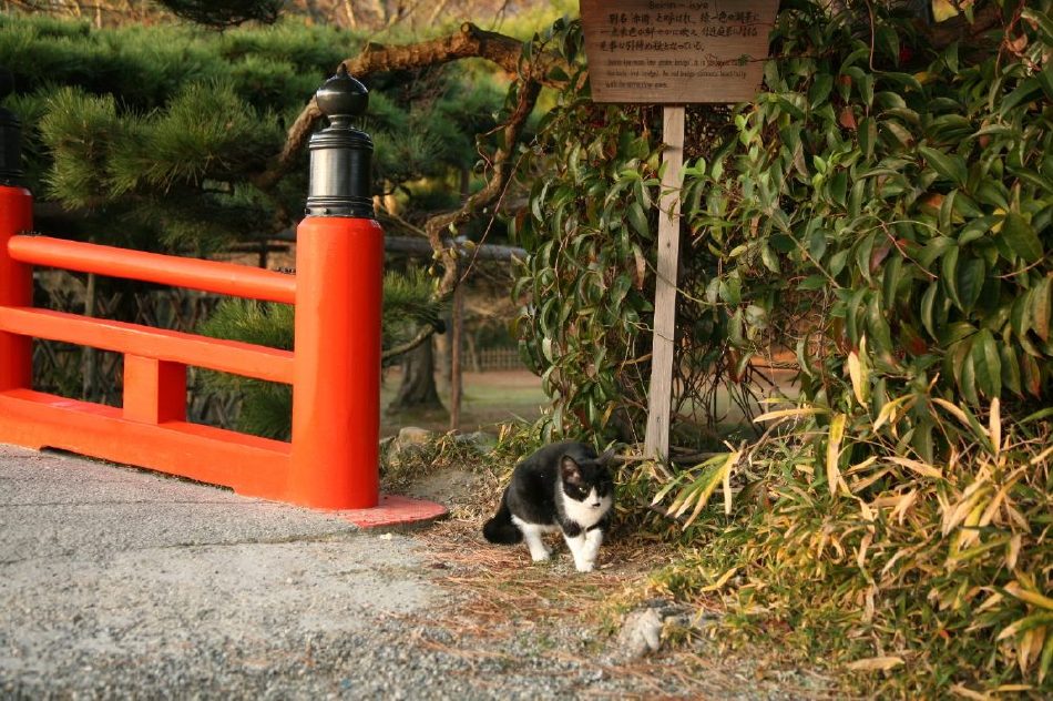 Japanese Cats~猫咪所在的风景~ Japanese Cats~猫咪所在的风景~
