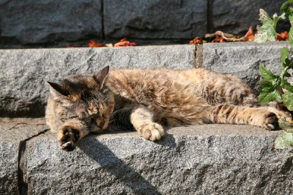 Japanese Cats~猫咪所在的风景~ Japanese Cats~猫咪所在的风景~