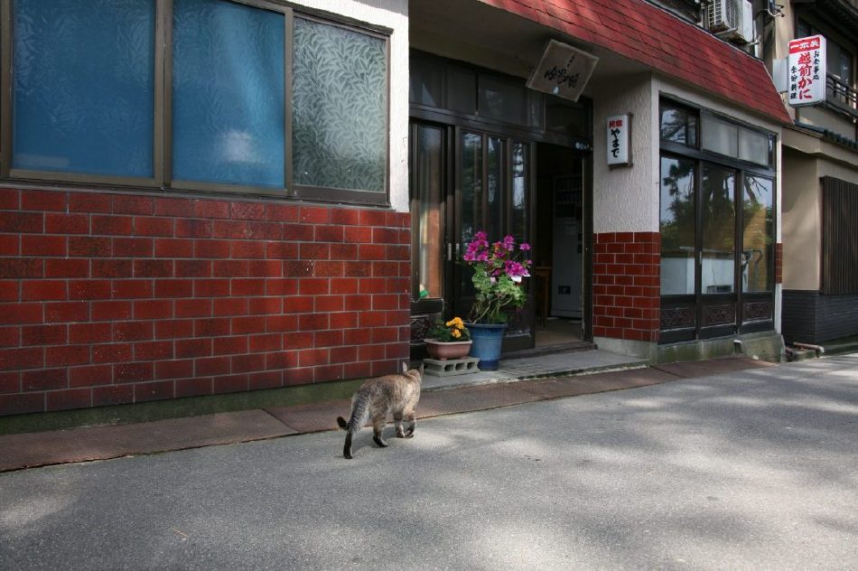 Japanese Cats~猫咪所在的风景~ Japanese Cats~猫咪所在的风景~