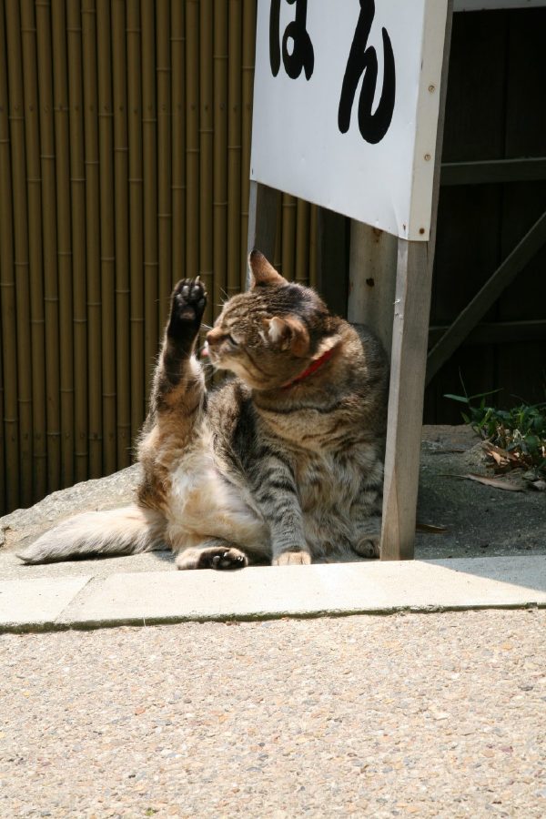 Japanese Cats~猫咪所在的风景~ Japanese Cats~猫咪所在的风景~