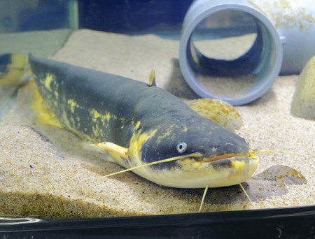 日本奇异金黄色鲶鱼变黑民众倍感惋惜