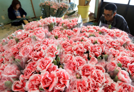 母亲节将至 宫城县名取市迎康乃馨出货高峰