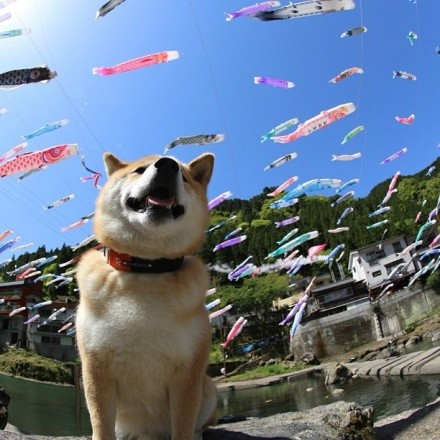 日本儿童节悬挂鲤鱼旗的风俗从何而来？