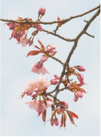 日本国内最迟的樱花在北海道钏路市开放