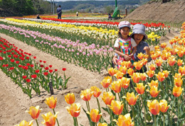 青森县五户町10万株郁金香竞相绽放