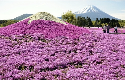 富士山山麓芝樱相继绽放 迎来最佳观赏期