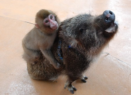 茨城县石冈市动物园现猴子与野猪拍档