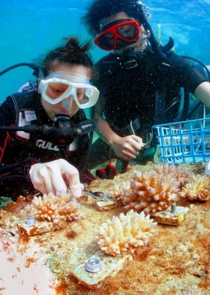 冲绳14家企业组队潜水种植珊瑚