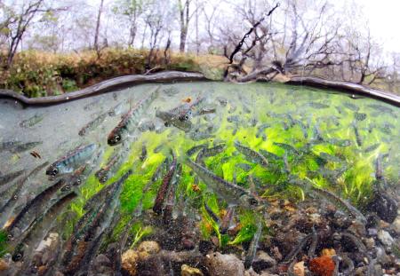 北海道西别川390万条白鲑鱼苗起航大海