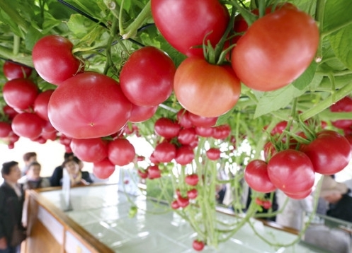 北海道水培巨型西红柿硕果累累