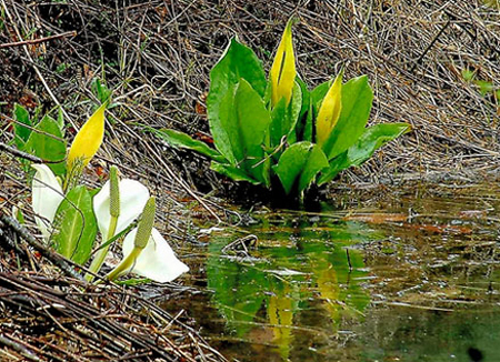 北海道自然公园黄色水芭蕉盛开引关注