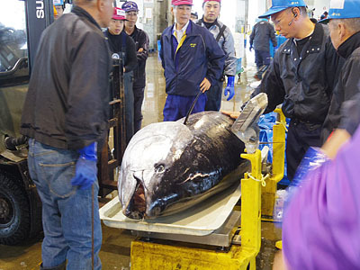 冰见市海鲜市场惊现248KG巨型金枪鱼