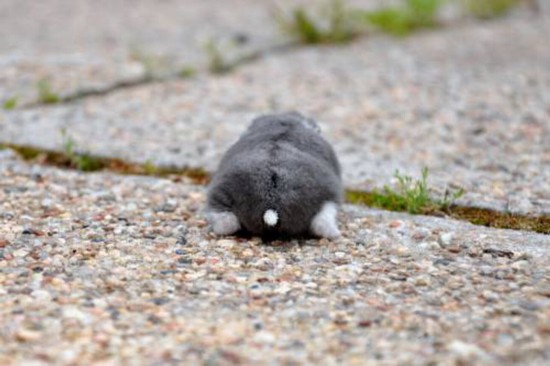 日本掀起拍摄“仓鼠屁屁”风潮 呆萌治愈惹人爱