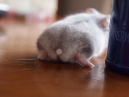 日本掀起拍摄“仓鼠屁屁”风潮 呆萌治愈惹人爱