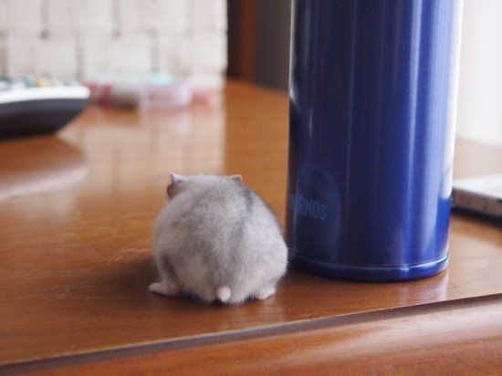 日本掀起拍摄“仓鼠屁屁”风潮 呆萌治愈惹人爱