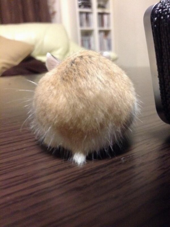 日本掀起拍摄“仓鼠屁屁”风潮 呆萌治愈惹人爱