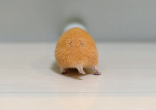 日本掀起拍摄“仓鼠屁屁”风潮 呆萌治愈惹人爱