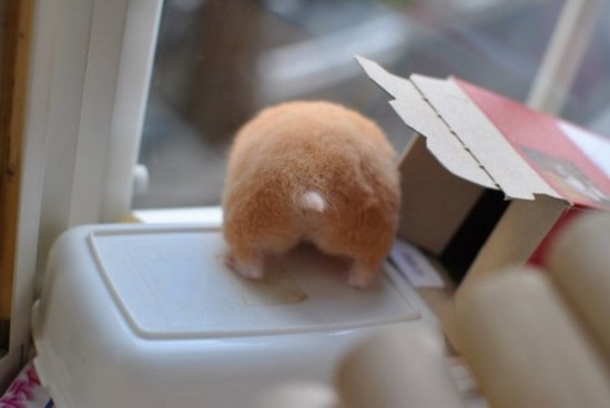 日本掀起拍摄“仓鼠屁屁”风潮 呆萌治愈惹人爱