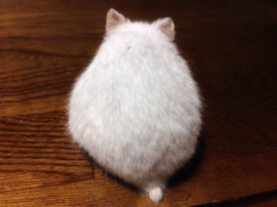 日本掀起拍摄“仓鼠屁屁”风潮 呆萌治愈惹人爱