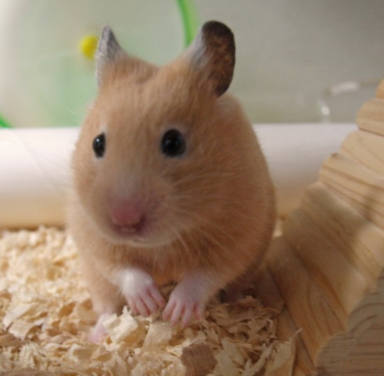 日本掀起拍摄“仓鼠屁屁”风潮 呆萌治愈惹人爱