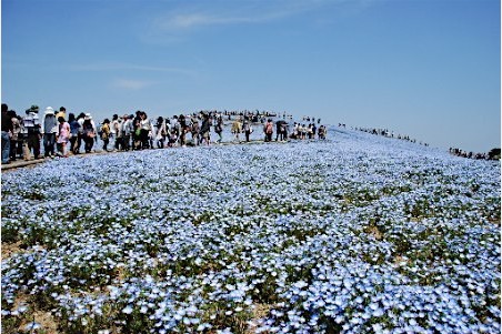 茨城县450万株门氏喜林草竞相开放