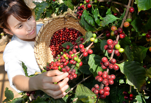 日本首个观光咖啡园体验采摘咖啡豆乐趣