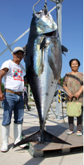 久米岛渔民钓到330公斤黑金枪鱼