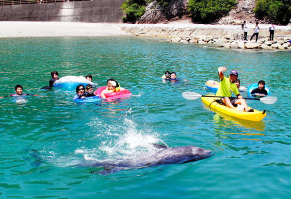 日本一海水浴场首推“与海豚共舞”体验活动