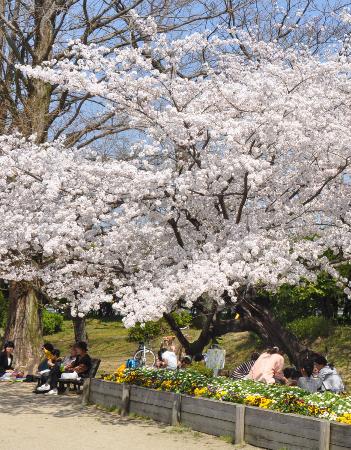日本今年的樱花属滋贺县的最好看