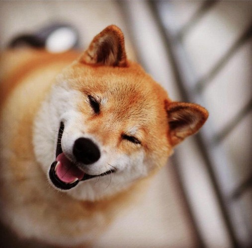 日本“微笑柴犬”获全球最幸福小狗称号