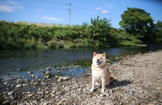 日本“微笑柴犬”获全球最幸福小狗称号