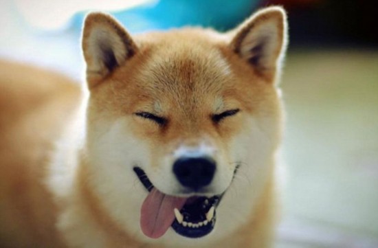 日本“微笑柴犬”获全球最幸福小狗称号