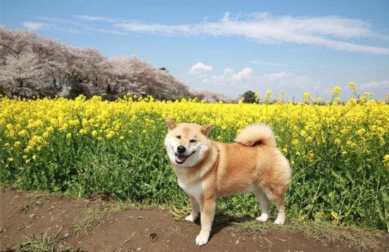 日本“微笑柴犬”获全球最幸福小狗称号