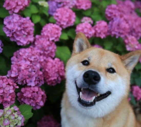 日本“微笑柴犬”获全球最幸福小狗称号