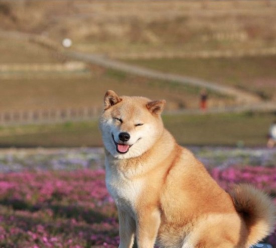 日本“微笑柴犬”获全球最幸福小狗称号