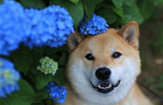 日本“微笑柴犬”获全球最幸福小狗称号