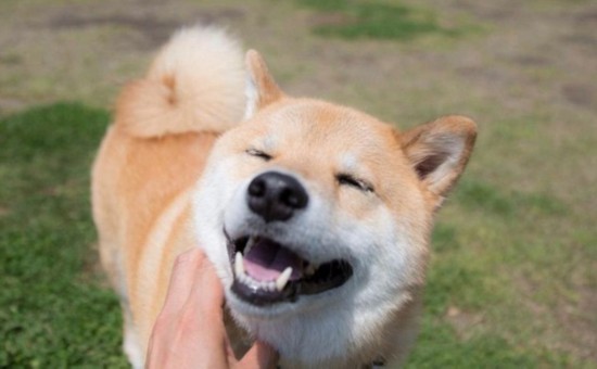 日本“微笑柴犬”获全球最幸福小狗称号