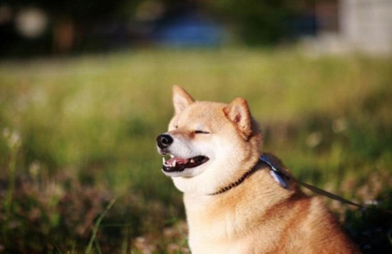 日本“微笑柴犬”获全球最幸福小狗称号