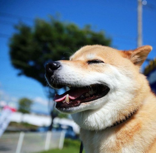 日本"微笑柴犬"获全球最幸福小狗称号